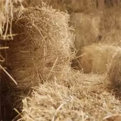 Read Love Among The Haystacks by D H Lawrence