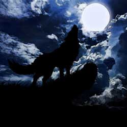 Cover image for The Call of The Wild